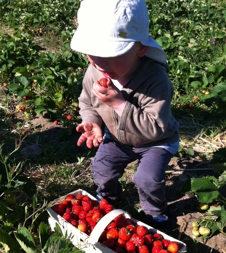 Kind pflückt Erdbeeren auf dem Feld